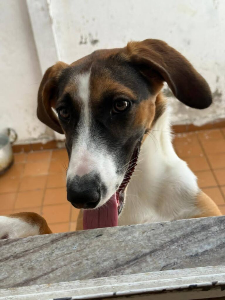 Doguinha linda para Adoção Responsável